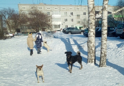 На жителей Омского района наводят страх бродячие собаки