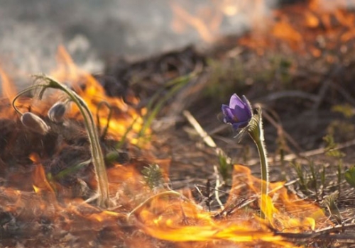 В апреле в Омской области начнется пожароопасный сезон