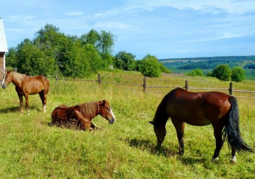 В Омской области начнут забивать лошадей из-за инфекций
