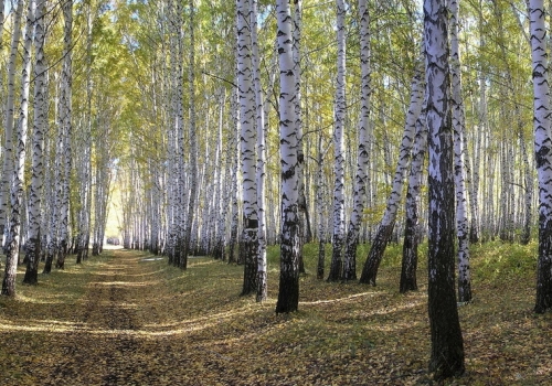 В Омске высадят 900 деревьев на полмиллиона рублей