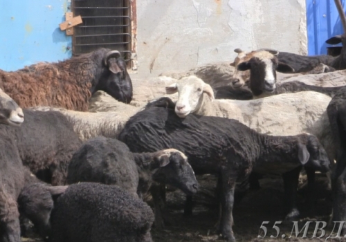 В Омске несколько дней бродило стадо баранов