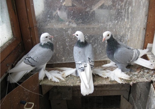 Почти сотня голубей сгорела при пожаре в Омской области