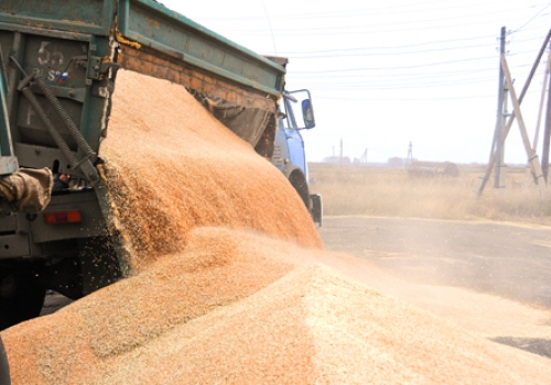 Китай хочет купить в Омске  зерно на условиях, к которым омичи непривычны