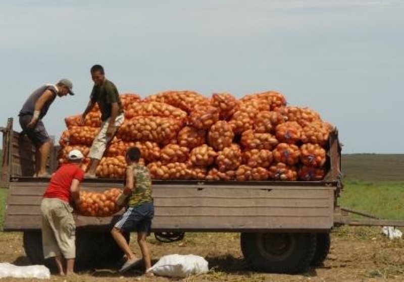 В Омской области практически полностью изготовлен план по уборке зерновых