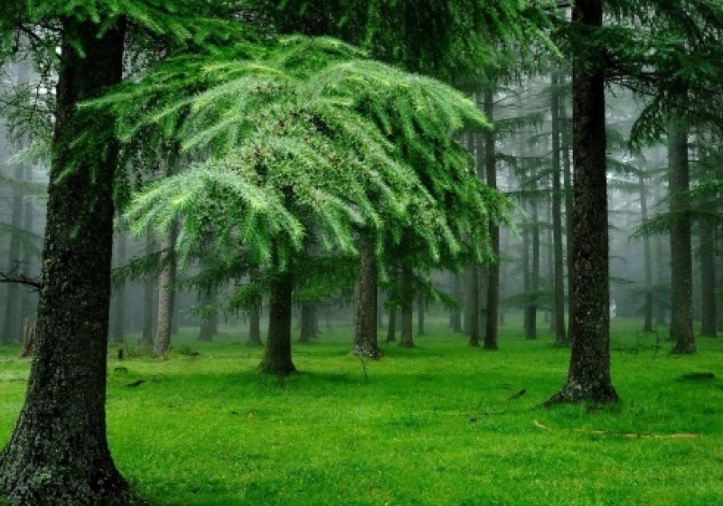 Вокруг Омска высадят 30-километровый хвойный лес