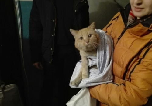 В Омске первоклассник ловил кота и упал с пятого этажа