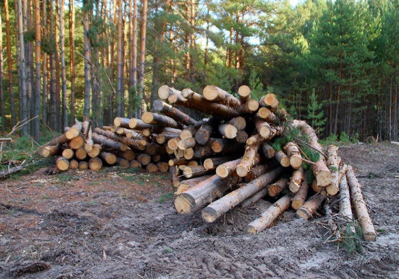 Вырубка хвойных. Вырубленный лес Омская область. Вырубка лесов Омск. Незаконная вырубка лесов. Рубка деревьев.
