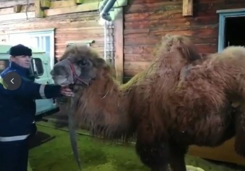 После ДТП в Иркутской области пришлось спасать верблюда