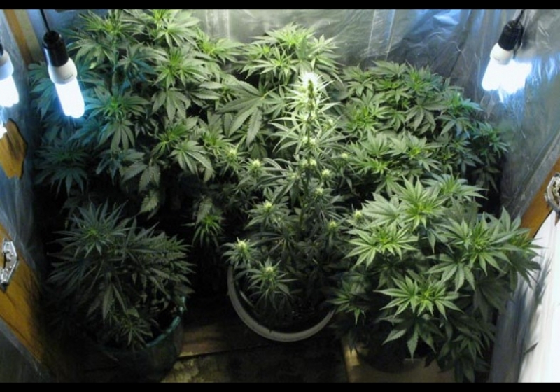 выращивание марихуаны в домашних условиях