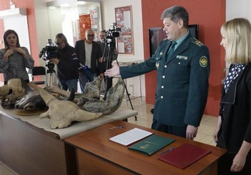 Омские таможенники передали музею фрагменты ископаемых животных, изъятые у Будникова и Пятакова