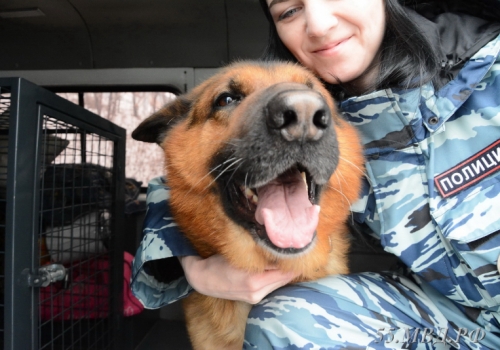 По горячим следам: В Омске полицейский пес Брэд помог найти грабителя