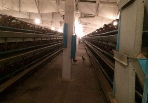В Омской области задержали партию 700 нелегальных куриц