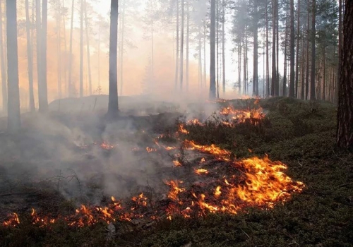В Омской области возбудили уголовное дело по факту пожара на 40 гектарах леса