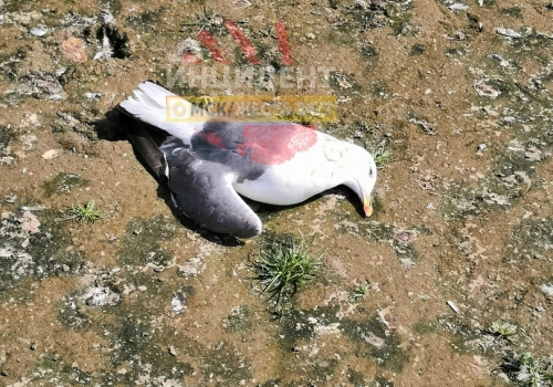 В Омске на Иртыше начали необъяснимо умирать чайки