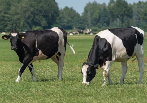 В Белоруссии ввели ограничение на ввоз мяса и крупного рогатого скота из Омской области