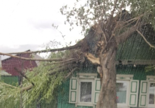 В Омске из-за сильного ветра дерево рухнуло на частный дом, проломив крышу