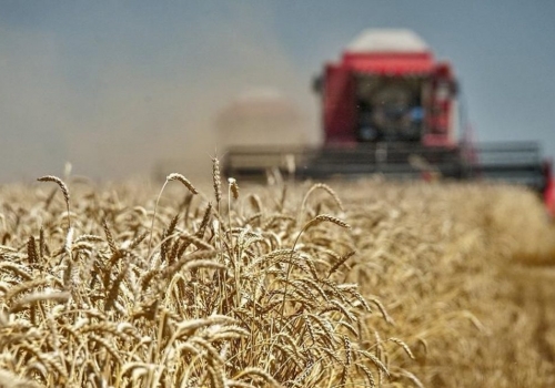 Омские аграрии преодолели планку в миллион тонн при обмолоте зерна
