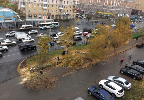 В Омске на Ленинградской площади срубили молодые березки