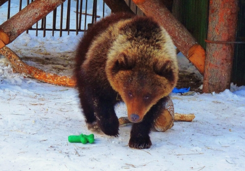 В Омской области из зимней спячки вышли медведи