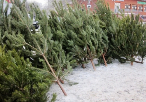 В Омске выявили места нелегальной продажи новогодних елок