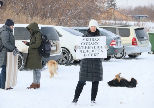 По следам скандального отлова собак в Пушкино у САХ прошли протестные пикеты