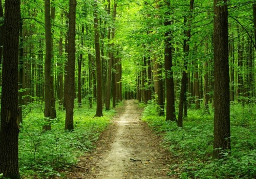В Омской области запретили посещать лес до 29 мая