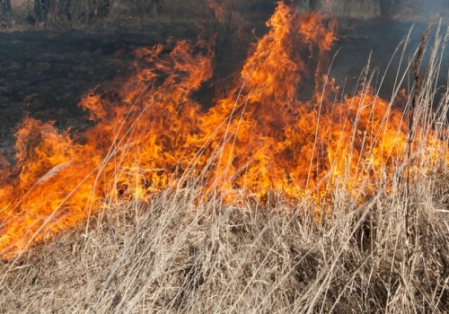 Омская область заняла третье место в «антирейтинге» регионов по лесным пожарам