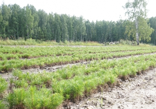 Омскую область отметили за весеннее обновление лесов