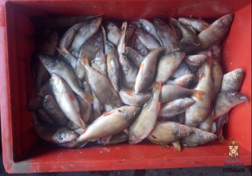 В Омской области, в Крутинке браконьеры наловили рыбы на 114 кг.