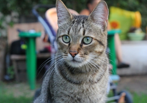 В Тюмени кошка заболела коронавирусом