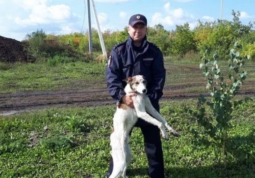 Житель Калачинского района избил пса лопатой и вилами
