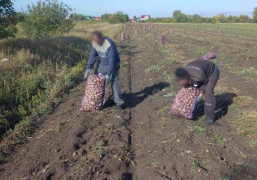 Министр Дрофа рад, что урожай в Омске собирают и эаключенные