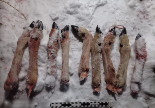 На западе Омской области браконьеры убили сразу 6 косуль