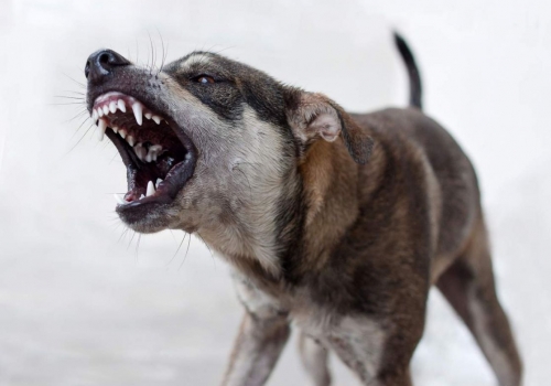 В Омске инцидент с бродячей собакой попал в поле зрения Следкома