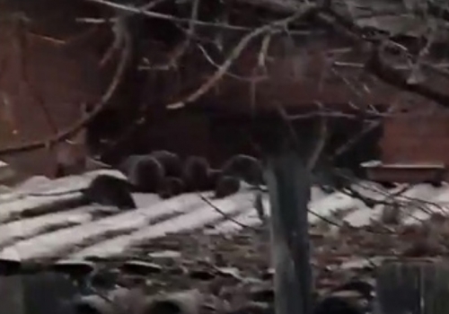 Омичи шокированы «батальоном» крыс в городке Нефтяников