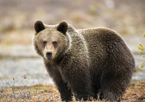 К границам Омска все ближе подходят медведи