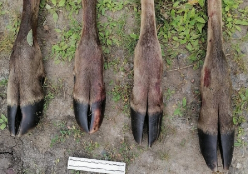 «Остались рожки да ножки»: в Омской области незаконно охотились на лося