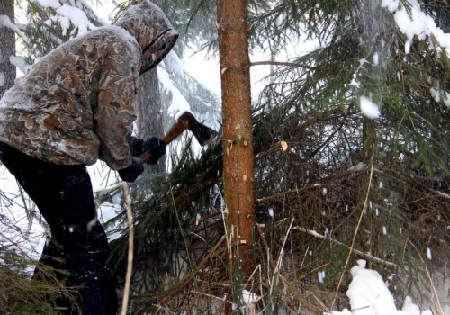 В Омской области накажут сельчанина за незаконную вырубку хвои