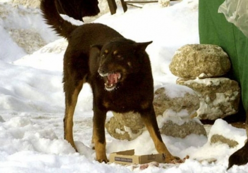На улицах Омска снова замечены стаи бродячих псов