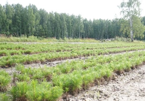 Восстановление лесов в России финансируется недостаточно