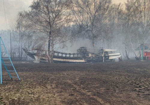 В Омской области сгорело более 100 га соснового бора