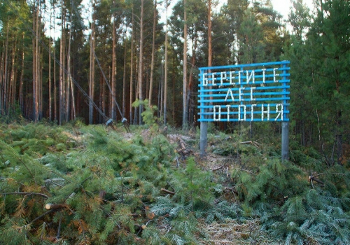 В Омской области продлили ограничение на посещение лесов