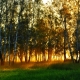 Омская область уже две недели обходится без лесных пожаров