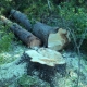 Омич получил серьезные травмы при заготовке леса