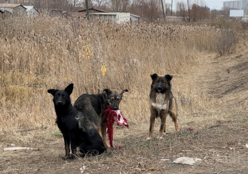 В Омске детской больнице требуются отпугиватели для собак