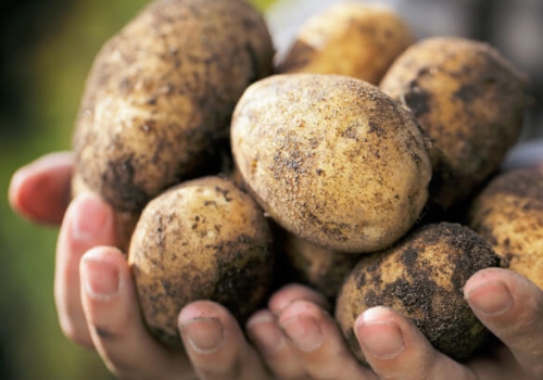 Из-за хорошего урожая в Омской области подешевел картофель
