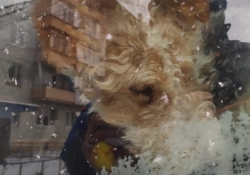 Собака, просидевшая три дня в заточении в автомобиле, спасена