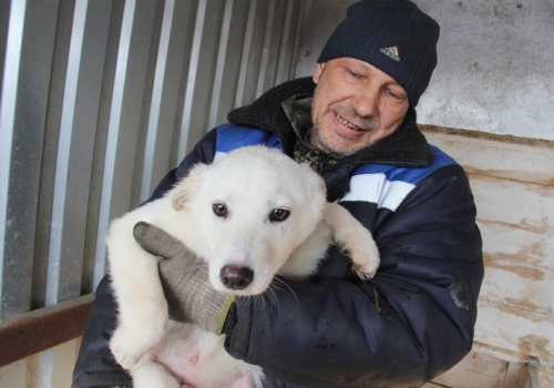 Мэрия  Омска: «Работа по отлову безнадзорных собак продолжается»