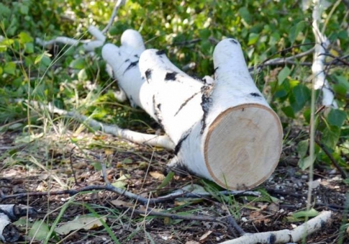 В Омской области под суд пойдет директор лесхоза, вырубивший порядка 400 деревьев