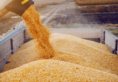 Объём экспорта сельхозпродукции из Омской области увеличился на 34%